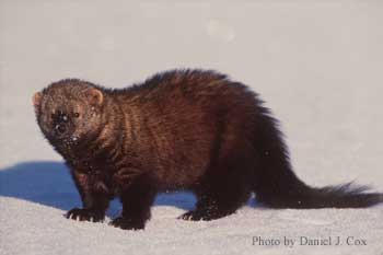 Meet The Fisher Cat, Which Isn't A Fisher Or A Cat