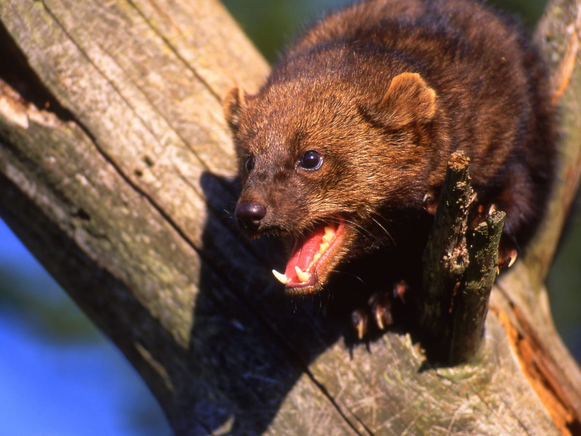 fisher cat sounds at night