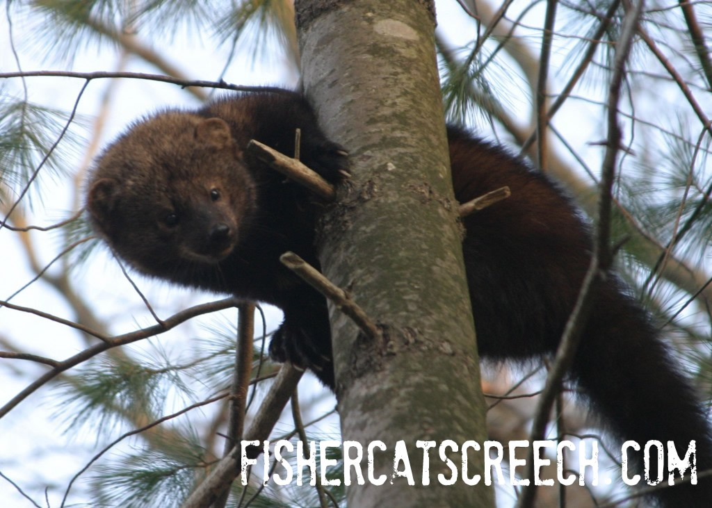 Fisher Cats: Like fathers, like sons, Fisher Cats