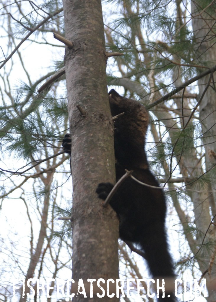 fisher-cat-screech-picture