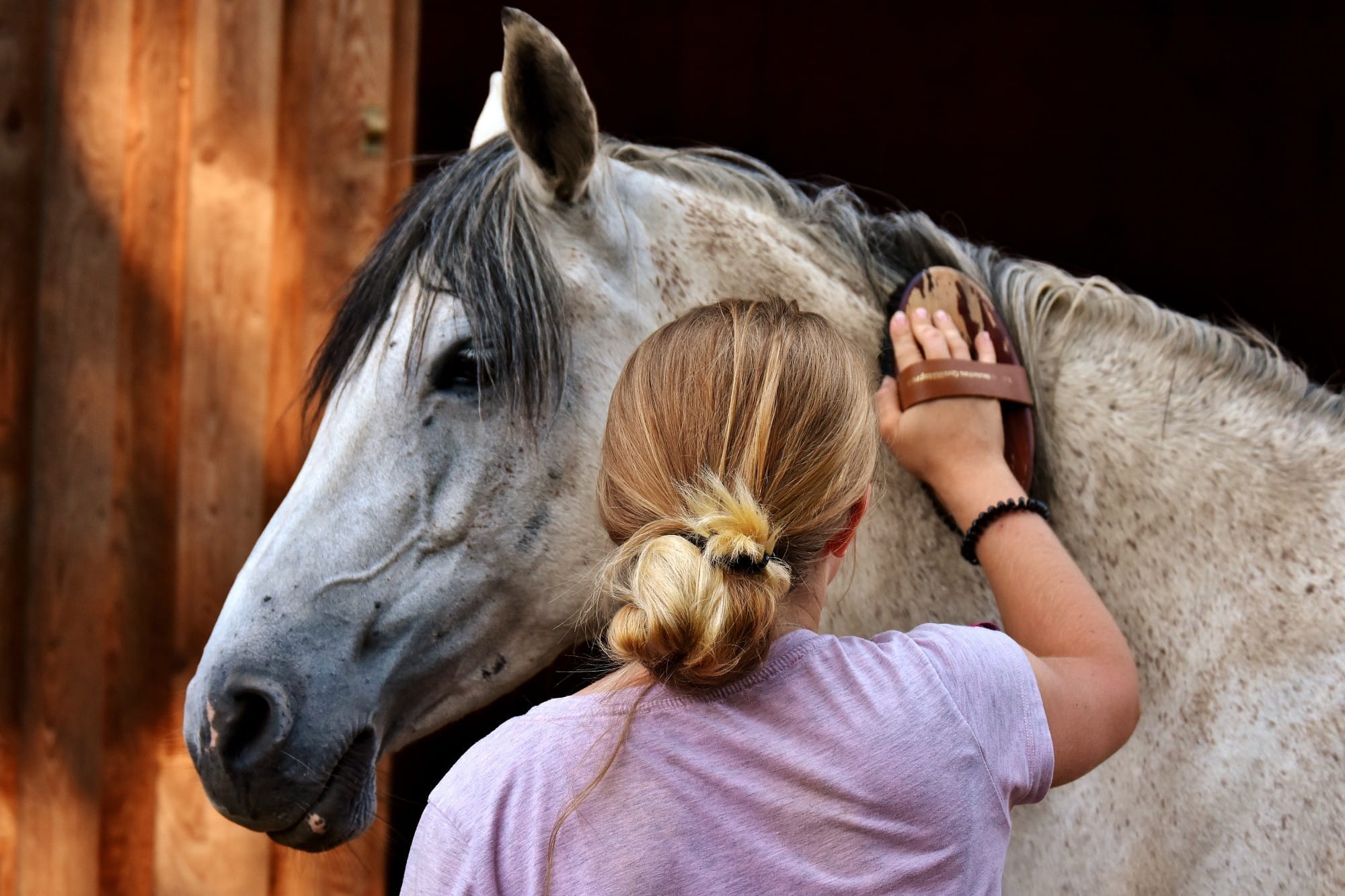 The Top Horse Care Tips You Should Know